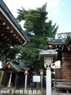 御嶽神社のイヌマキの写真