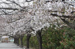 中央公園桜
