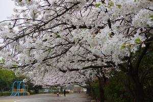 与野中央公園桜2