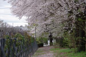 与野公園桜4