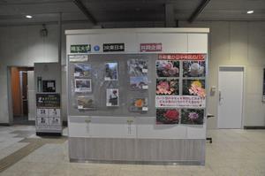 南与野駅バラ写真6
