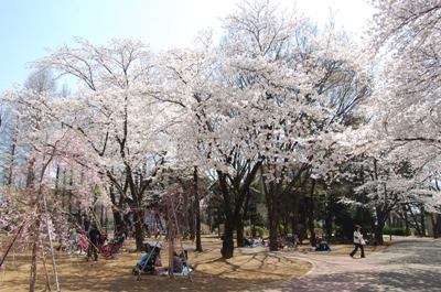 別所沼公園の桜