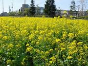 五関菜畑（2013年4月8日撮影）