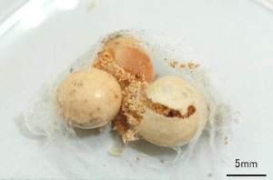 ノシメマダラメイガの幼虫が吐いた糸でおおわれた大豆の写真