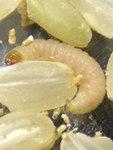 米を食べるノシメマダラメイガの幼虫