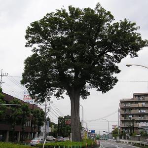 市の木　ケヤキの写真
