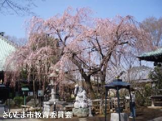 圓乘院の千代桜の写真