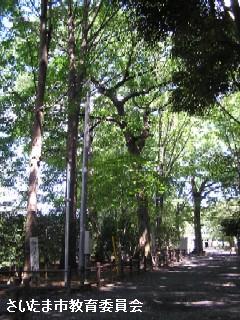 調神社の境内林の写真