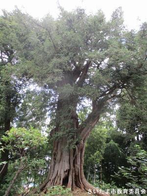 光秀寺のカヤの木の写真
