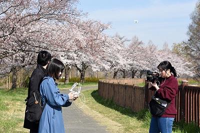 見沼田んぼの桜回廊のドローン撮影の様子