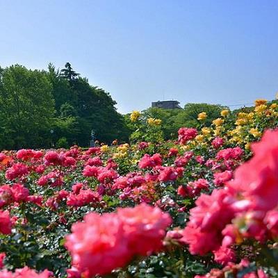 与野公園のバラの写真