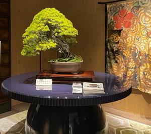 bonsai_kanazawa