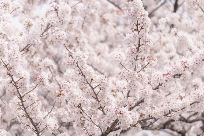 与野中央公園の桜