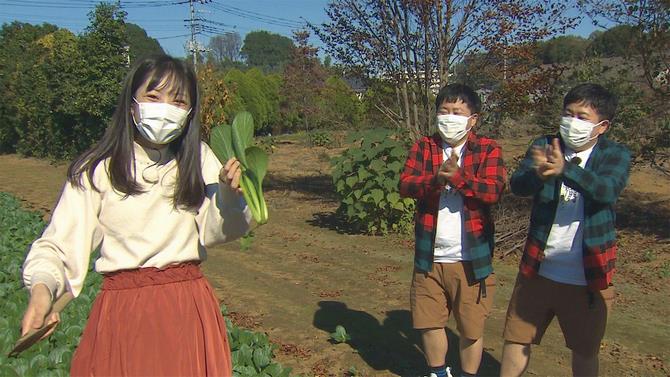 小松菜収穫体験の写真