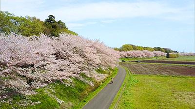 見沼田んぼの桜回廊