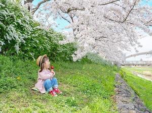 笹目川の桜の写真