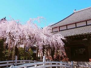 玉蔵院の桜の写真