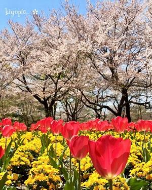 大宮花の丘農林公苑の桜の写真