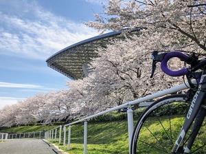 埼玉スタジアムの桜の写真