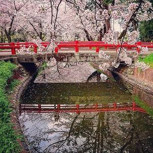 氷川女體神社の桜の写真