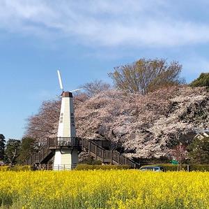 見晴公園の桜の写真