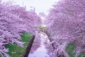 鴻沼川の桜の写真