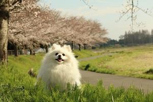 見沼田んぼの桜の写真