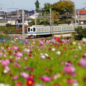 東武野田線とコスモスの写真
