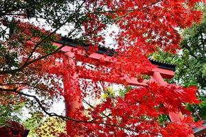 武蔵一宮氷川神社の写真