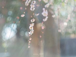 大宮第二公園の梅の写真