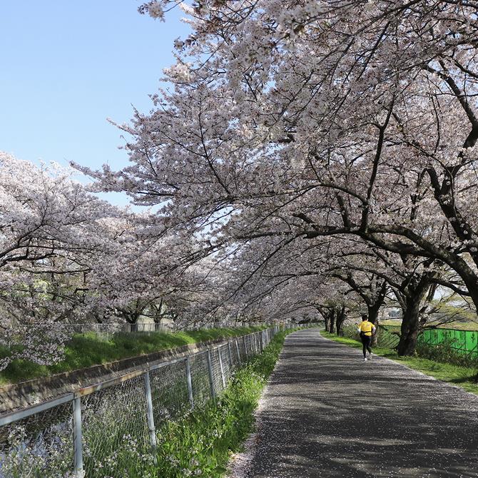 見沼田んぼの桜回廊の写真