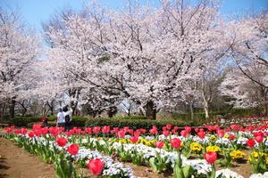 花の丘農林公苑の桜の写真