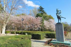 荒川総合運動公園の桜の写真