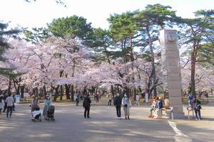 大宮公園の桜の写真
