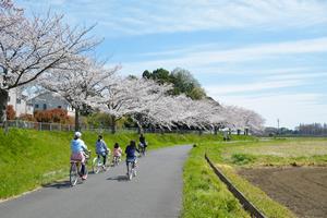 七里総合公園周辺の桜の写真