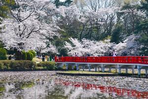 岩槻城址公園の桜の写真