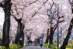 花と緑の散歩道の桜の写真