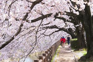 与野公園の桜の写真