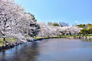 見沼氷川公園の桜の写真