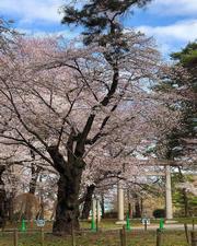 市内の桜の写真
