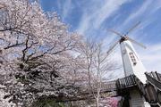 市内の桜の写真