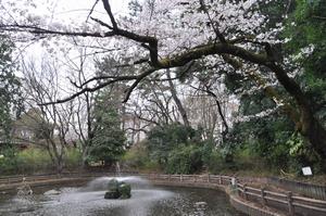 与野公園桜4