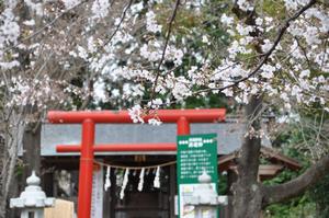 与野公園桜6