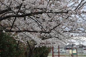与野中央公園の桜1