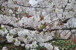 与野中央公園の桜2