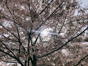 与野公園桜9