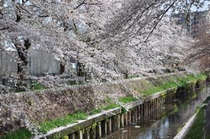 赤山通り付近桜
