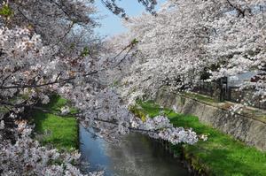 埼大通り付近桜