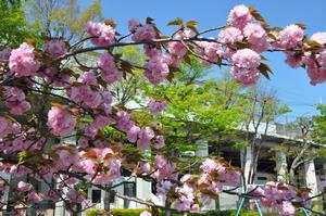 鈴谷東公園桜