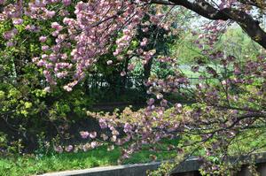 中央公園付近桜